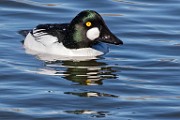 Colorado Birds - Common Goldeneye  Colorado birds