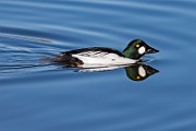 Colorado Birds - Common Goldeneye  Colorado birds