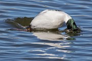 Colorado Birds - Common Goldeneye  Colorado birds
