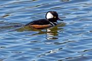 Colorado Birds - Hooded Merganser, Male  Colorado birds