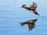 Colorado Birds - Hooded Merganser, Female  Colorado birds