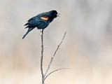 Colorado Birds - Red-winged Blackbird  Colorado birds