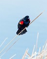 Colorado Birds - Red-winged Blackbird  Colorado birds