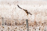 Colorado Birds - Northern Harrier  Colorado birds