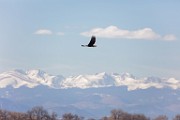 Colorado Birds - Bald Eagle  Colorado birds
