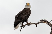 Colorado Birds - Bald Eagle  Colorado birds