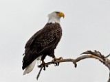 Colorado Birds - Bald Eagle  Colorado birds