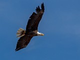 Colorado Birds - Bald Eagle  Colorado birds