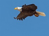 Colorado Birds - Bald Eagle  Colorado birds