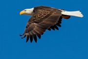 Colorado Birds - Bald Eagle  Colorado birds