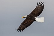 Colorado Birds - Bald Eagle  Colorado birds