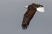 Colorado Birds - Bald Eagle  Colorado birds