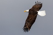 Colorado Birds - Bald Eagle  Colorado birds