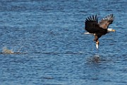 Colorado Birds - Bald Eagle  Colorado birds