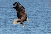 Colorado Birds - Bald Eagle  Colorado birds
