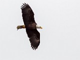 Colorado Birds - Bald Eagle  Colorado birds