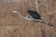 Colorado Birds - Great Blue Heron  Colorado birds
