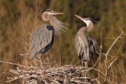 Colorado Birds - Great Blue Heron  Colorado birds