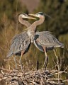Colorado Birds - Great Blue Heron  Colorado birds