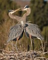 Colorado Birds - Great Blue Heron  Colorado birds