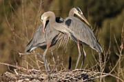 Colorado Birds - Great Blue Heron  Colorado birds