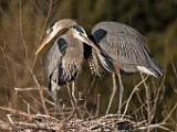 Colorado Birds - Great Blue Heron  Colorado birds