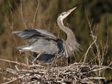 Colorado Birds - Great Blue Heron  Colorado birds
