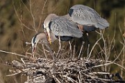 Colorado Birds - Great Blue Heron  Colorado birds