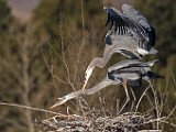 Colorado Birds - Great Blue Heron  Colorado birds