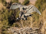 Colorado Birds - Great Blue Heron  Colorado birds