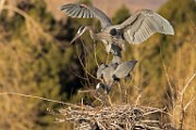 Colorado Birds - Great Blue Heron  Colorado birds