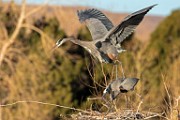 Colorado Birds - Great Blue Heron  Colorado birds