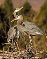 Colorado Birds - Great Blue Heron  Colorado birds