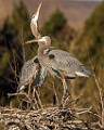 Colorado Birds - Great Blue Heron  Colorado birds