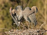 Colorado Birds - Great Blue Heron  Colorado birds
