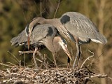 Colorado Birds - Great Blue Heron  Colorado birds