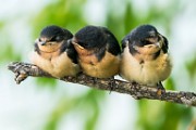 Colorado Fall Birds, Fall 2020