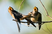 Barn Swallow  Barn Swallow : Barn Swallow