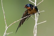 Barn Swallow  Barn Swallow : Barn Swallow