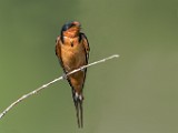 Barn Swallow  Barn Swallow : Barn Swallow