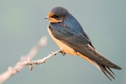 Barn Swallow  Barn Swallow : Barn Swallow