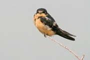 Barn Swallow  Barn Swallow : Barn Swallow