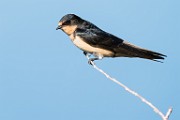 Barn Swallow  Barn Swallow : Barn Swallow