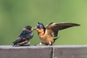 Barn Swallow  Barn Swallow : Barn Swallow