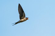 Barn Swallow  Barn Swallow : Barn Swallow
