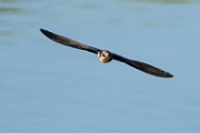 Barn Swallow  Barn Swallow : Barn Swallow