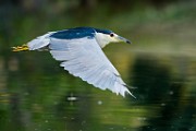 Black-crowned Night-Heron  Black-crowned Night-Heron : Black-crowned Night-Heron