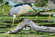 Black-crowned Night-Heron  Black-crowned Night-Heron : Black-crowned Night-Heron