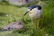Black-crowned Night-Heron  Black-crowned Night-Heron : Black-crowned Night-Heron
