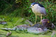 Black-crowned Night-Heron  Black-crowned Night-Heron : Black-crowned Night-Heron